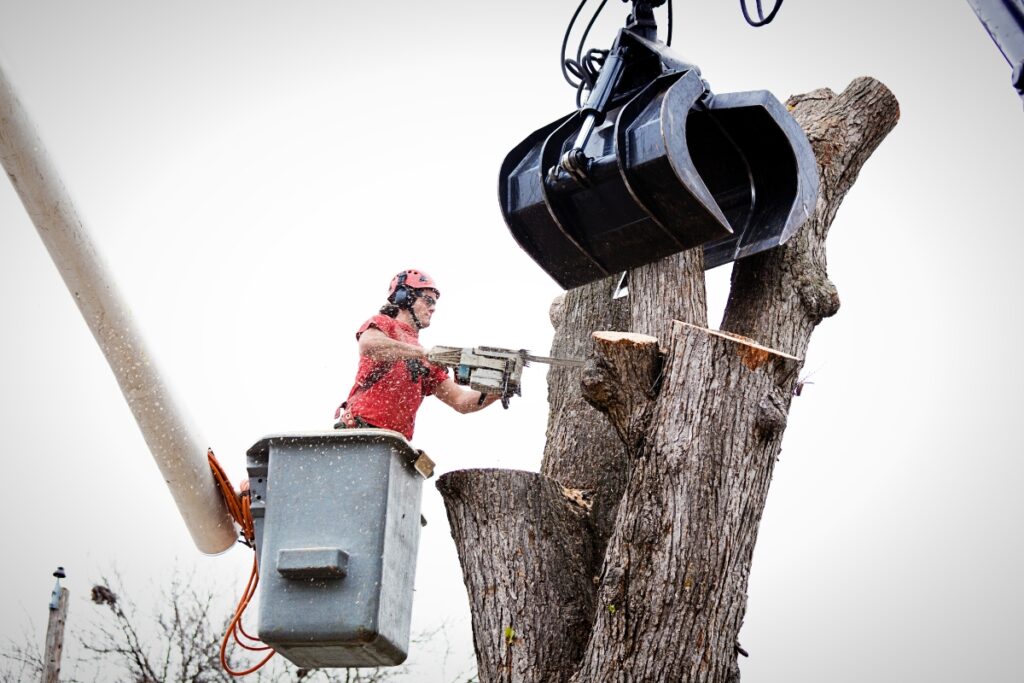 Arborist Services