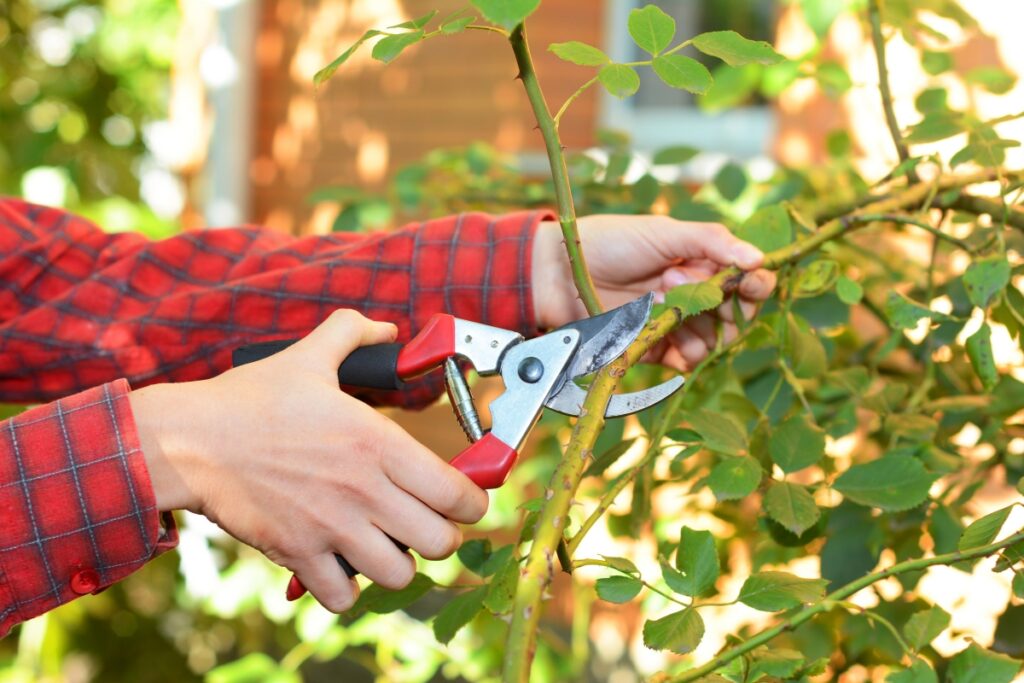 Tree Pruning