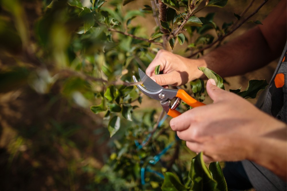Tree prunning