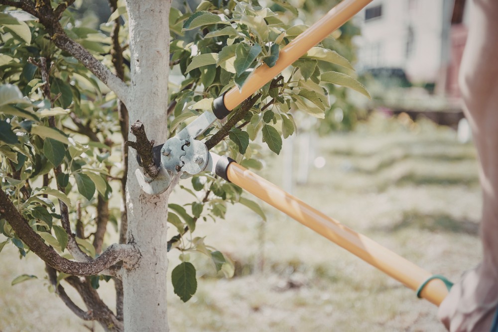 Pruning, Trimming & Maintenance Plans