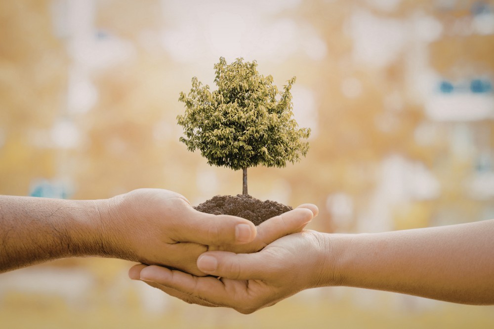 Tree Health Assessment & Diagnosis