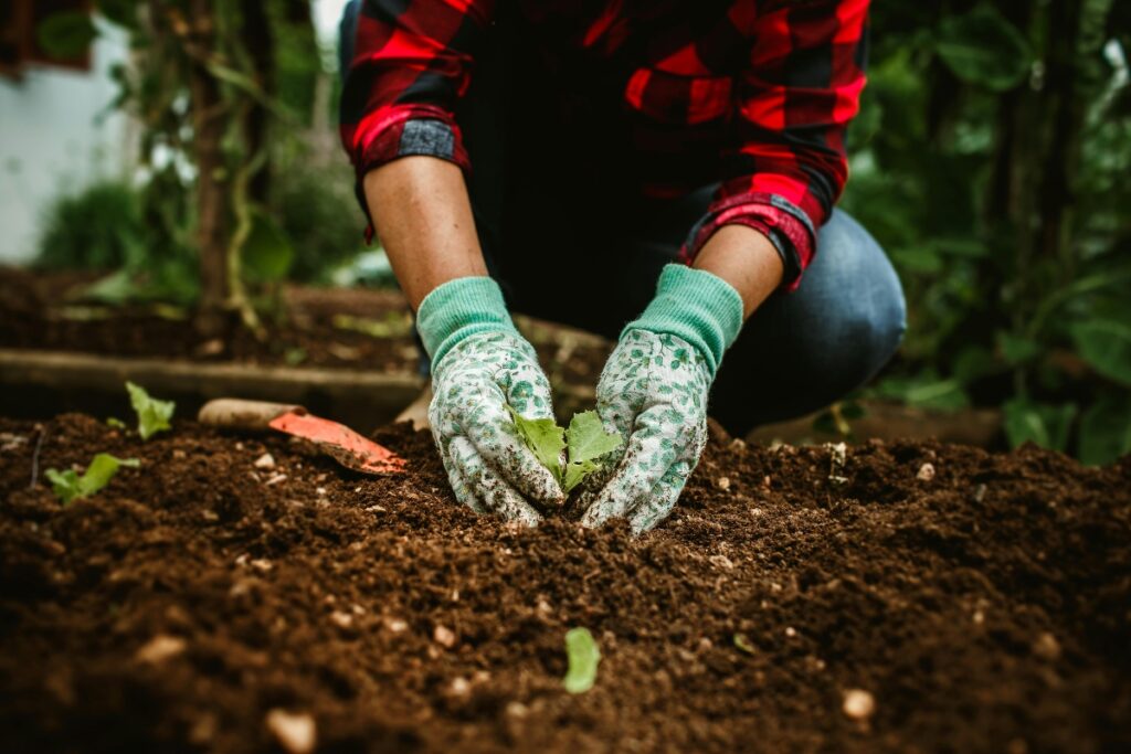 Tree Planting 1024x683