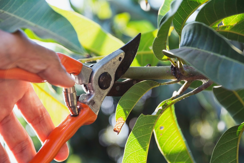 Tree Pruning Service