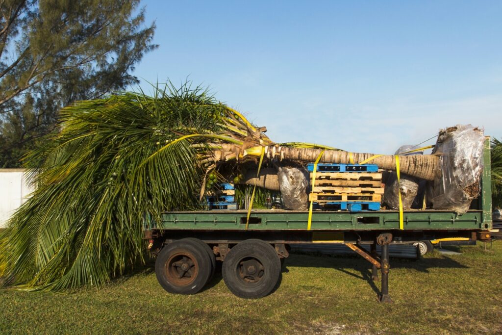 Tree Relocation 1024x683