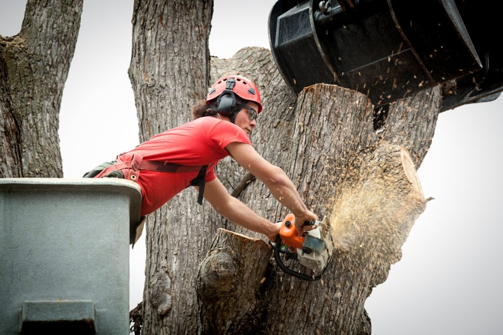 Tree Removal 1024x683