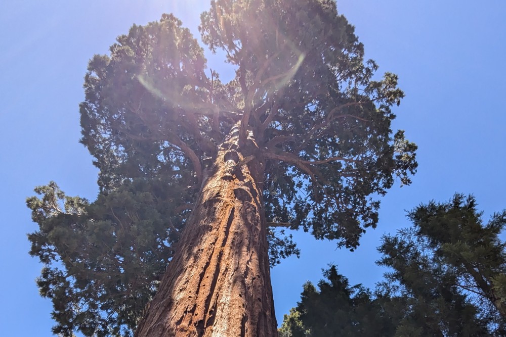 Tree Risk Evaluation & Storm Damage Care