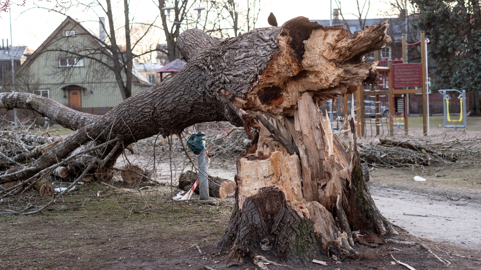 How to prepare trees for hurricane season