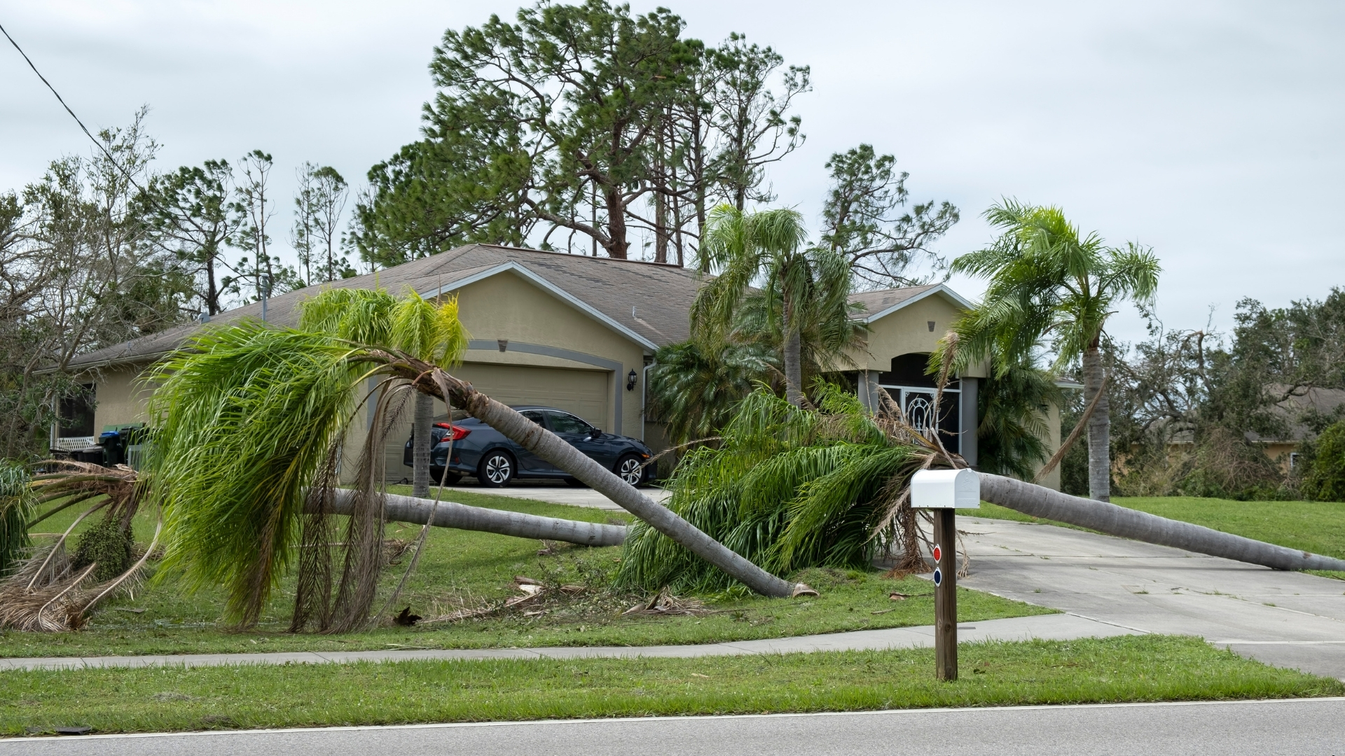 Are You and Your Tree Ready for Hurricane Season in Florida?