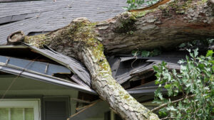 What to do when a tree falls on your roof